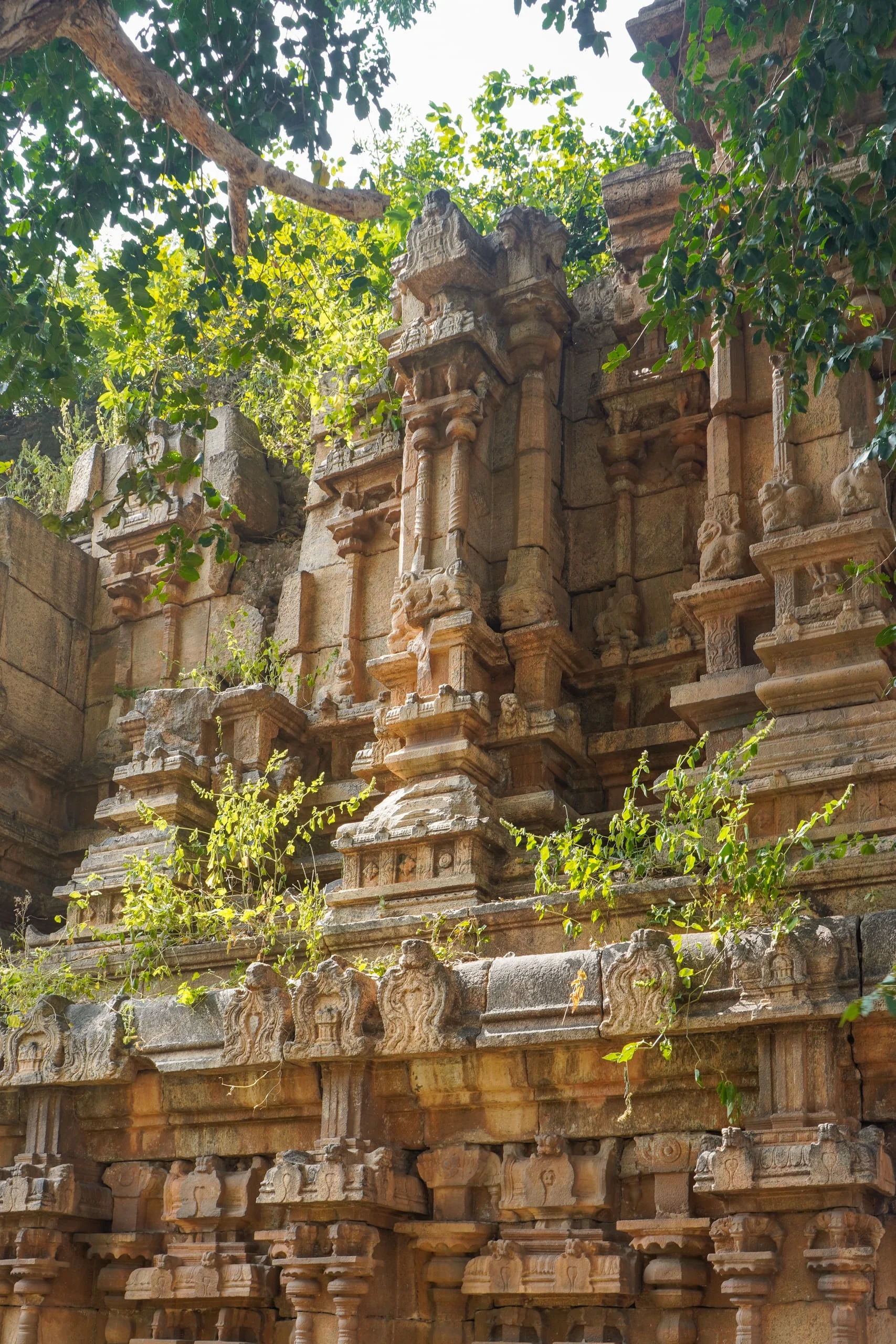 Carved granite temple wall with pilasters, kumbha-panjaras, and ficus roots bursting through joints.